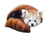 redpandabea