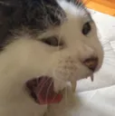 AAAAAAAN AAAAAAAN