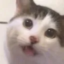 plsN plsN