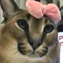 floppa_cute