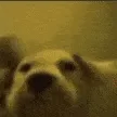 happydog