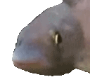 fish animated GIF emoji - FriendZone | Make Friends ⋅ Fun Chill Active Chat ⋅ VC Social Gaming ⋅ Memes ⋅ Nitro Emojis ⋅ Anime