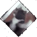 CatPunchUL