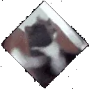 CatPunchUR
