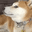DogeWeirdFast Discord Emoji