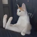 kitkat