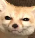 fenstare
