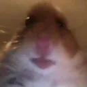 Hamster