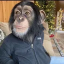 averagestonerosesfan