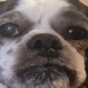 AgentDogBruh AgentDogBruh