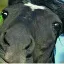 horseface