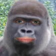 exosApe