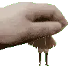 patmoth