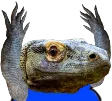 KomodoHypers