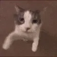 catkith