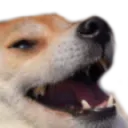 Dogkek