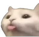 CatBlep