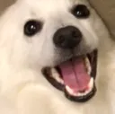 Happydog happydog Discord Emoji