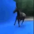 Cavalo