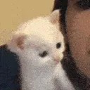 1b_kitten_kiss