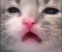 CatConfused CatConfused