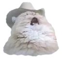 meowboy meowboy