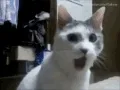 pogcat pogcat