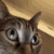 EN_angycat Discord emoji