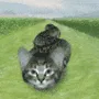 snakecat snakecat