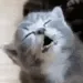 sleepycat