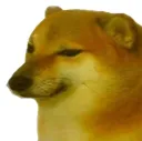 cheems_wtf