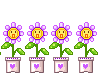 flower3