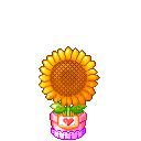 flower16