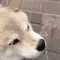 HappyDoge