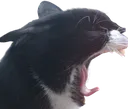 yawn