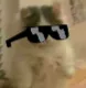 SwaggerGato