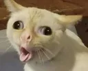 CatChoke