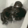 monke_tantrum Discord emoji