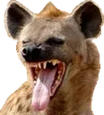 Hyenalaugh