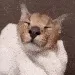 cleanfloppa