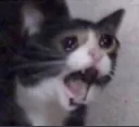 cattocryscream