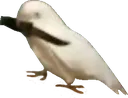 birdknife