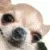 EE_Dogbubble