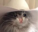 sad_catto