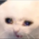 Sad_cat