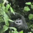 MonkyLurkStare