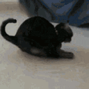 [Image: 819976694311026688.gif?v=1]
