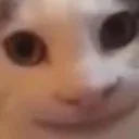 Politecat politecat Discord Emoji