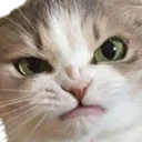 cat_angry