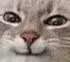 cat_smart